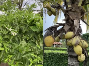 Country home 21K sqft lot 4K home warm river gated oranges coconuts 300x225